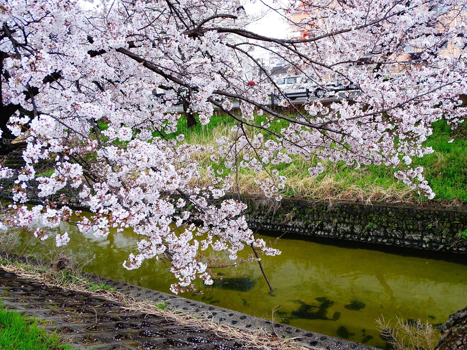 🌸 오나카 공원 (오나카 코엔)